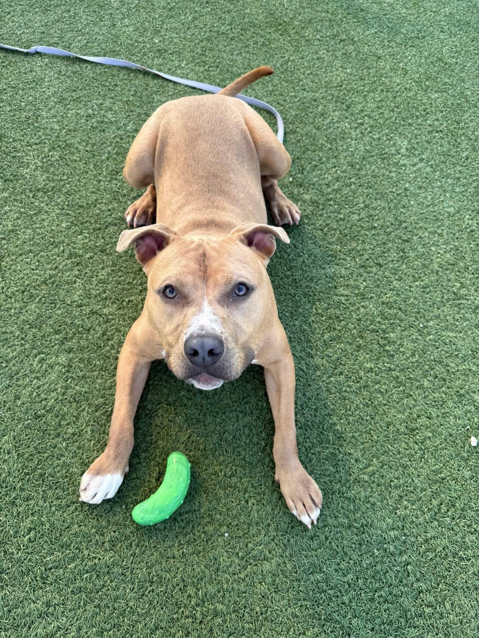 Nemo