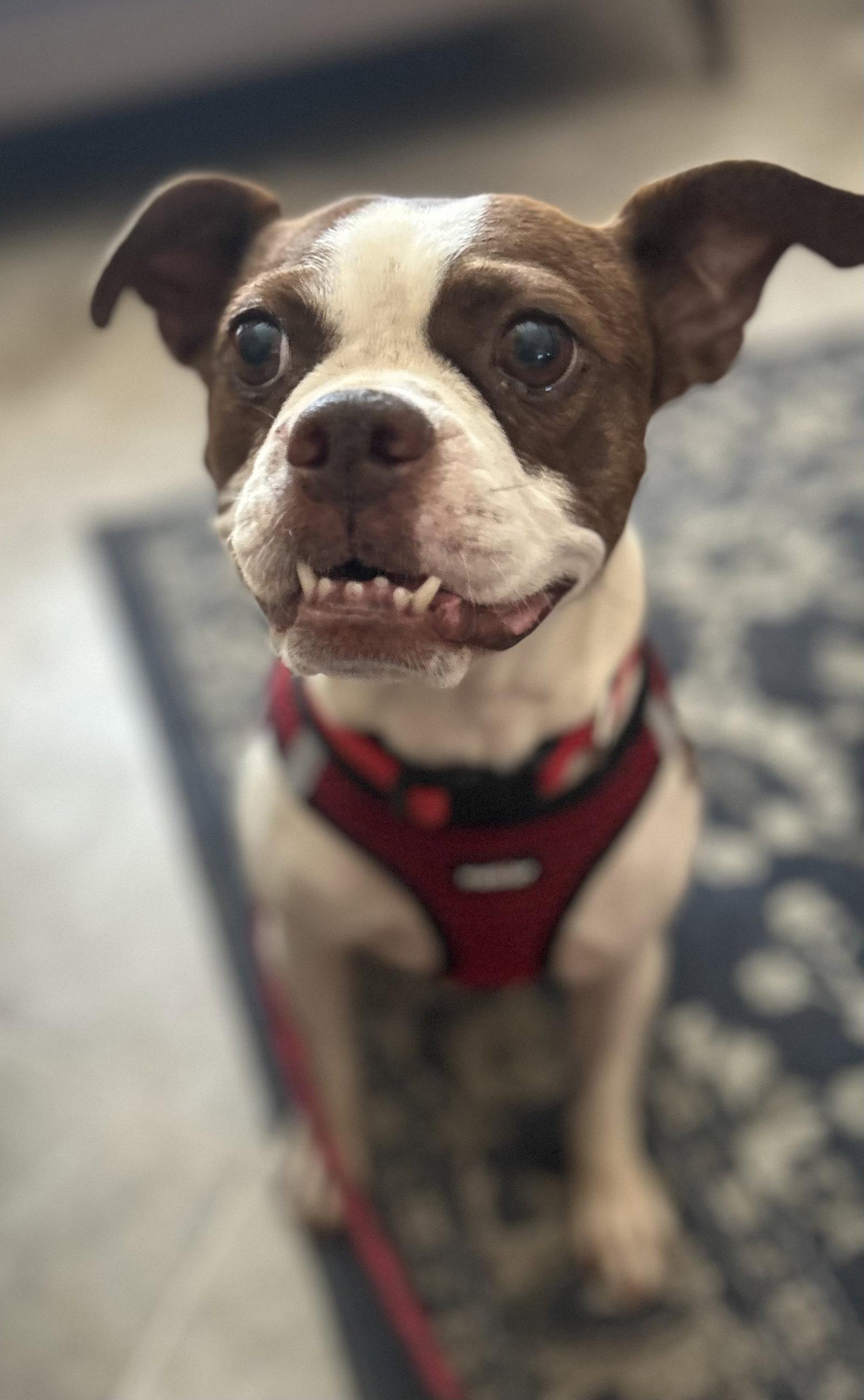 Kippy, Adopted, Adult Female Boston Terrier.