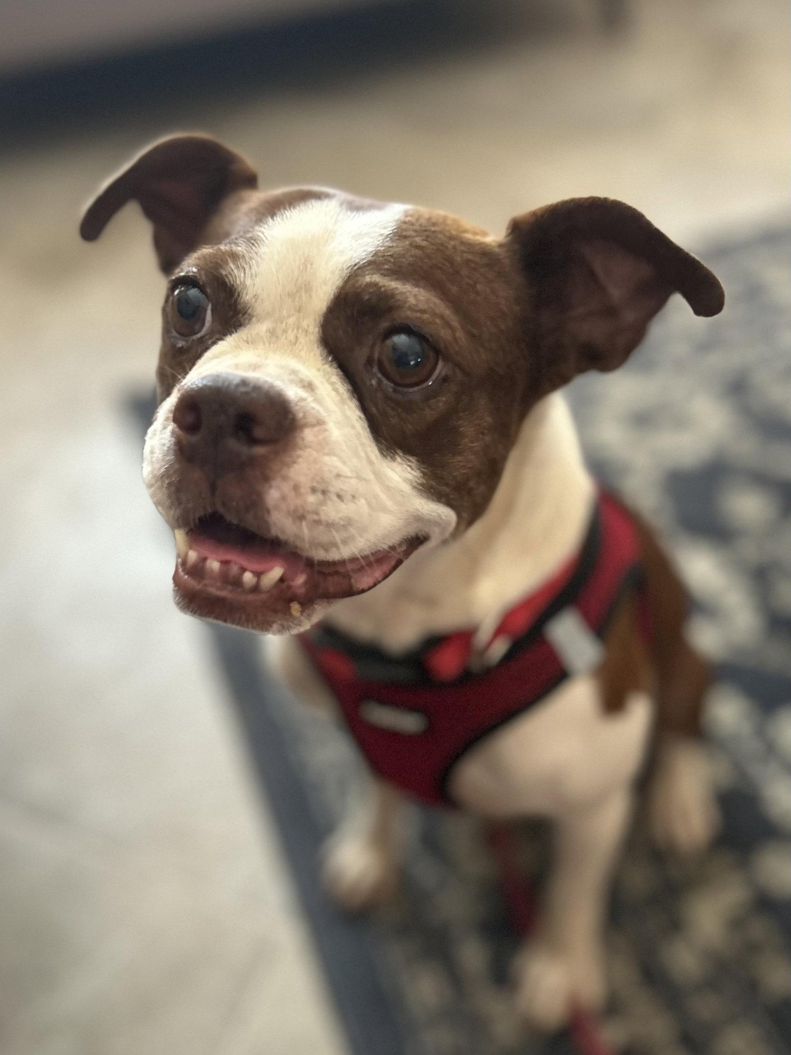 Enlarge Kippy, a Adopted Boston Terrier in Scottsdale, AZ image 2/2