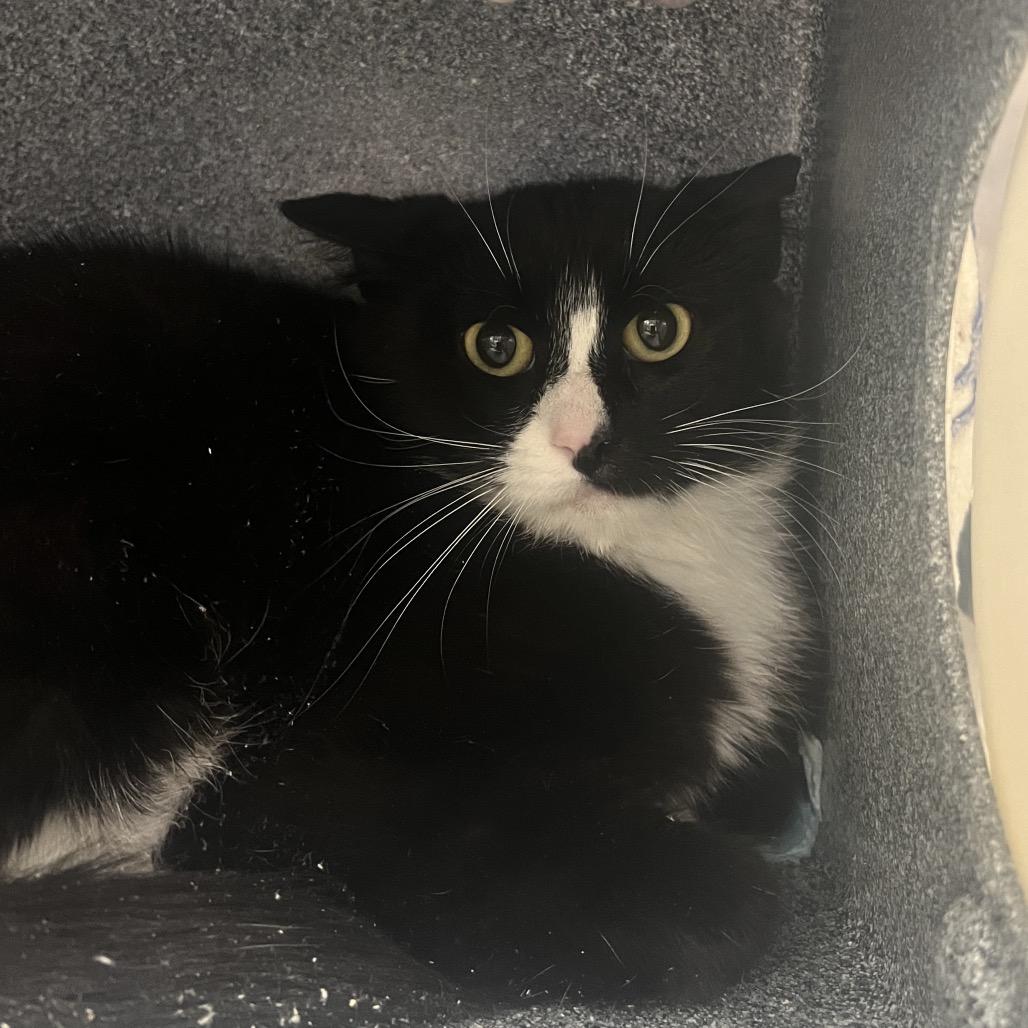 Mocha, Adoptable, Young Female Domestic Short Hair.