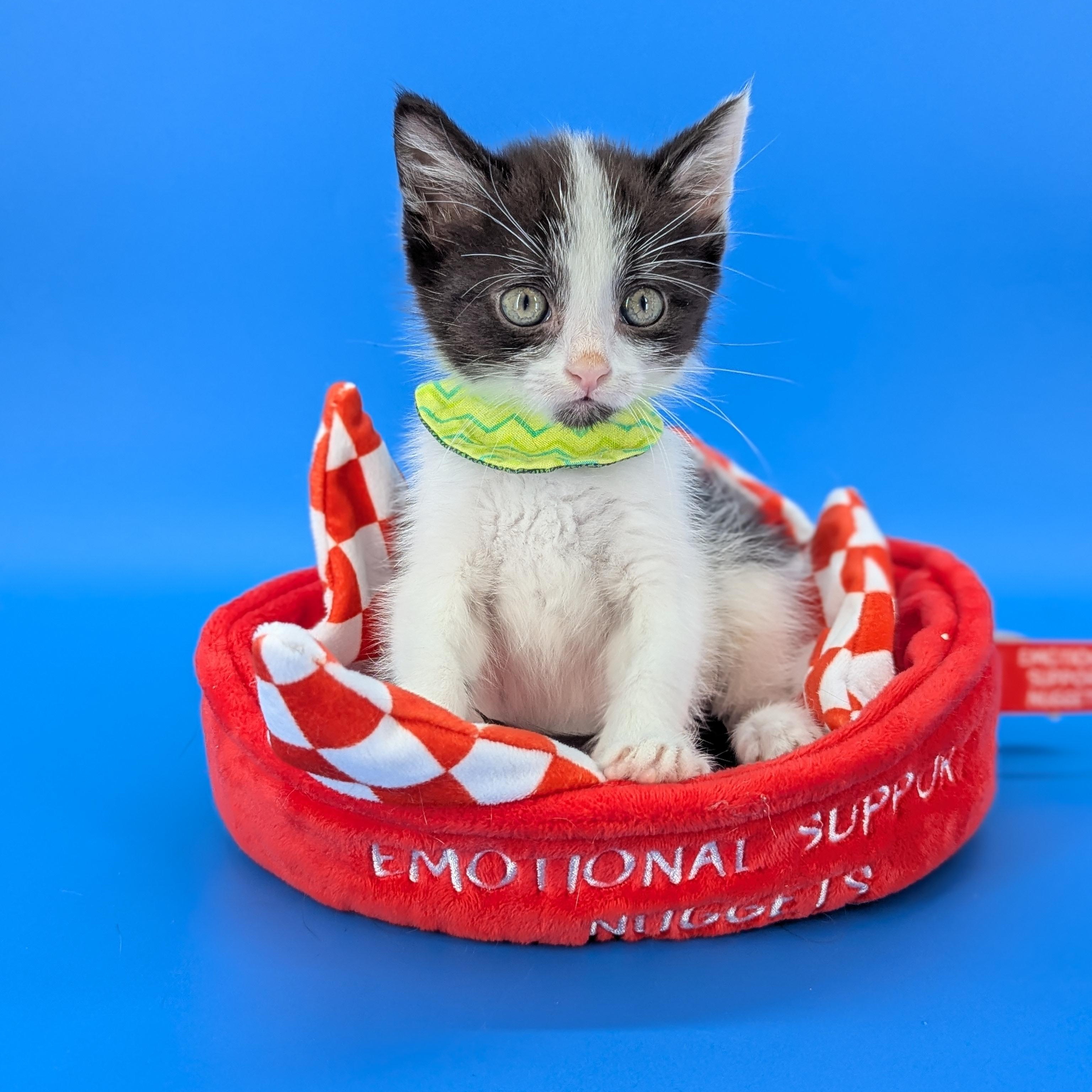 Espresso (Cocktails litter), Adoptable, Kitten Male Domestic Short Hair.