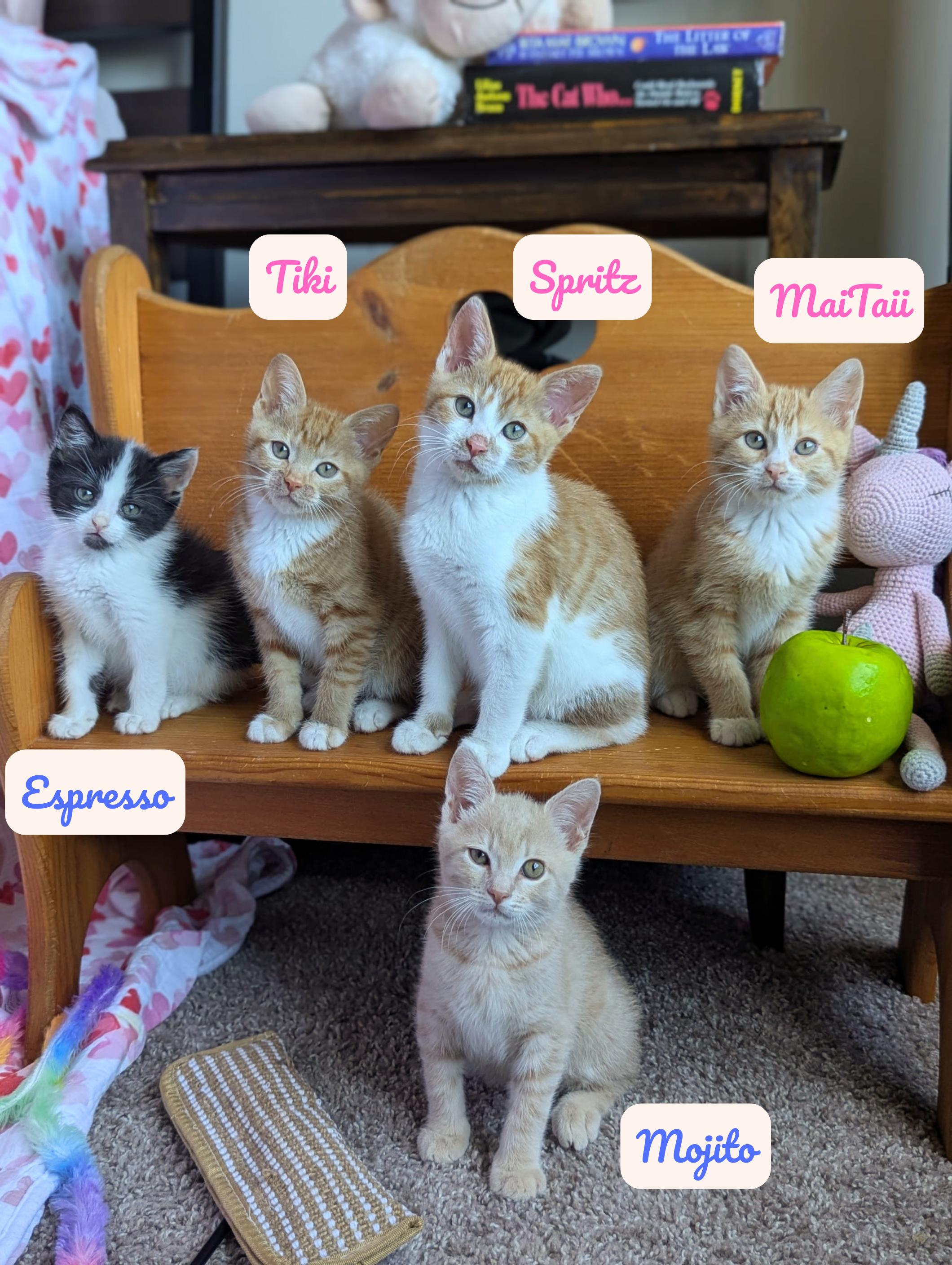 Enlarge Espresso (Cocktails litter), a Adoptable Domestic Short Hair in Decatur, GA image 6/6