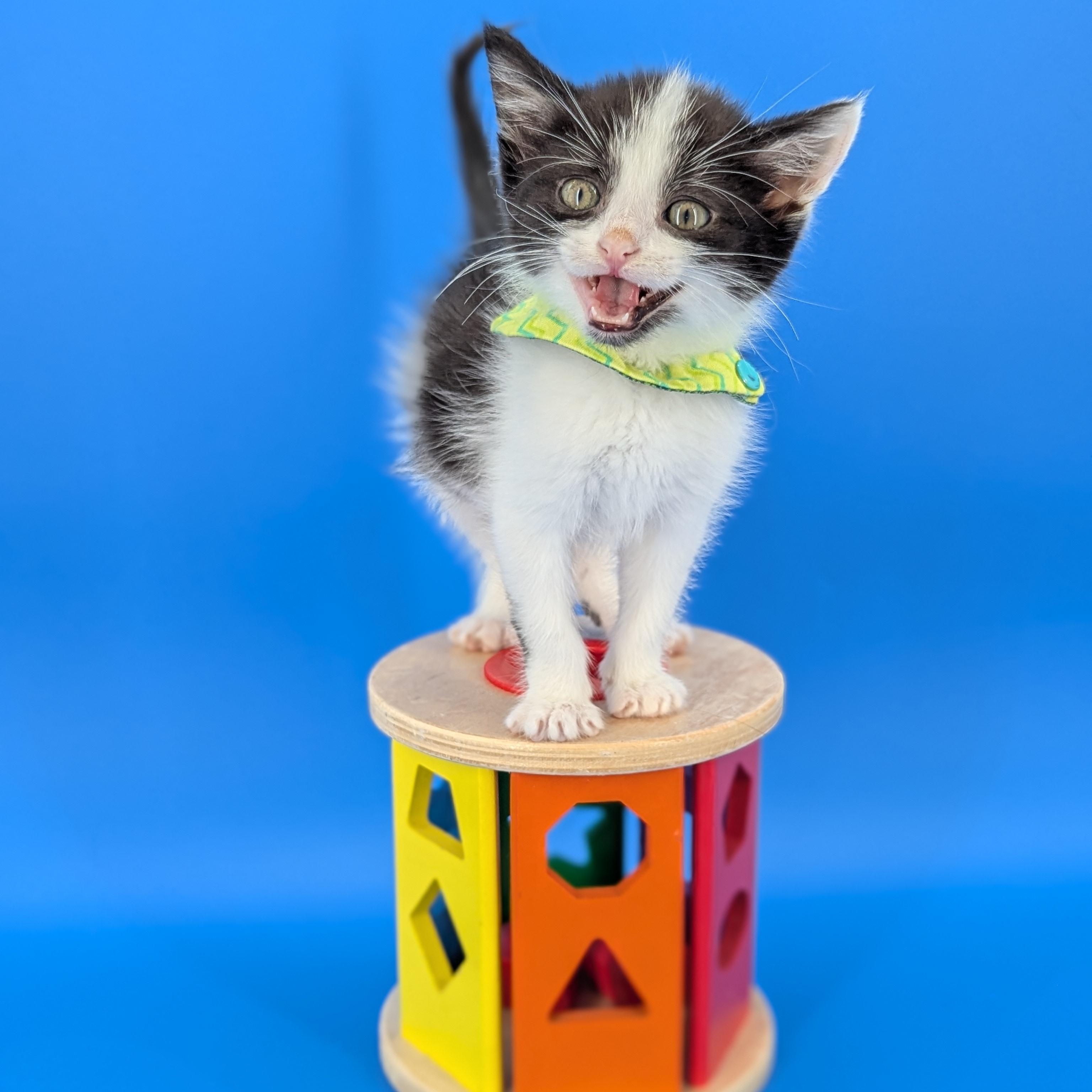 Enlarge Espresso (Cocktails litter), a Adoptable Domestic Short Hair in Decatur, GA image 2/6