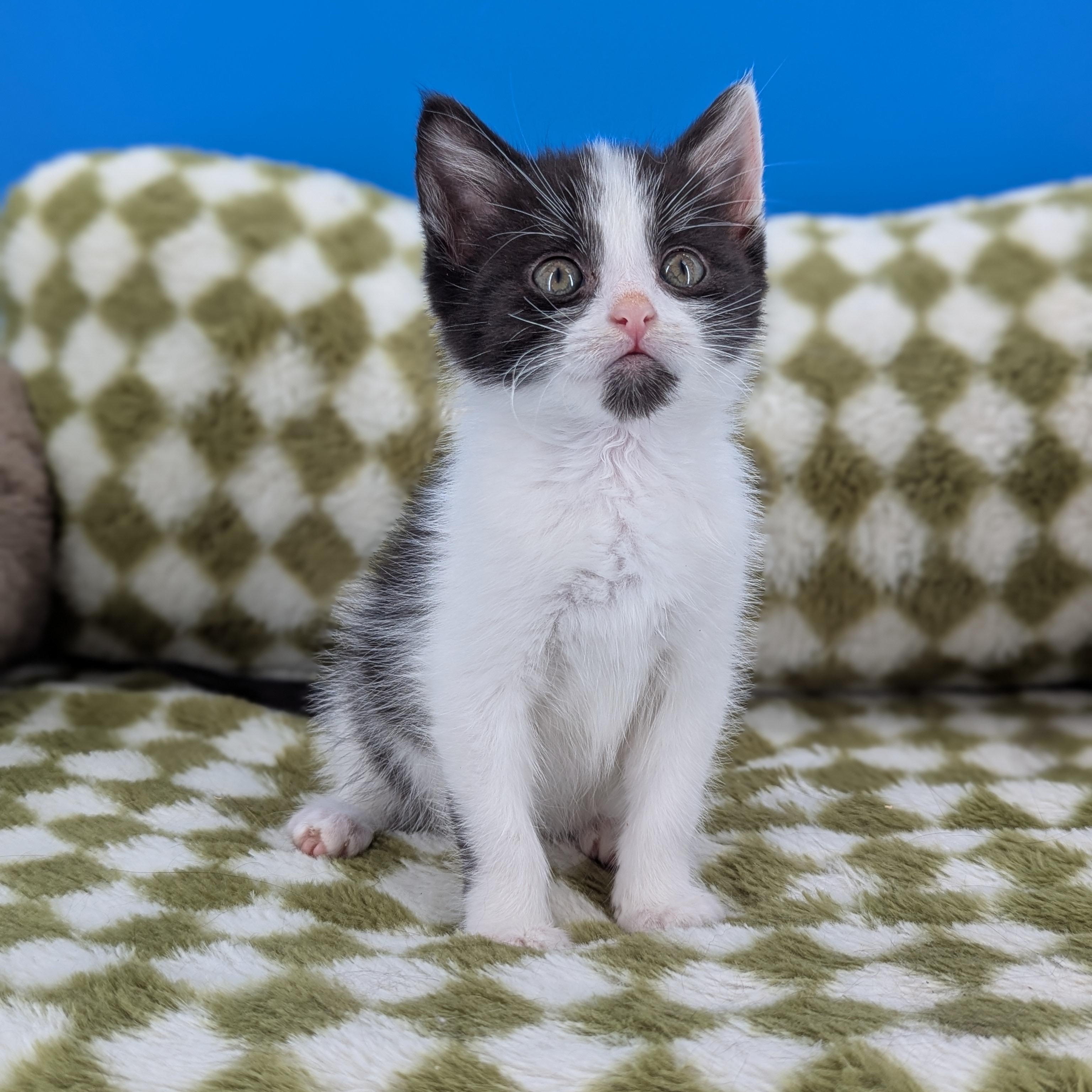 Enlarge Espresso (Cocktails litter), a Adoptable Domestic Short Hair in Decatur, GA image 4/6