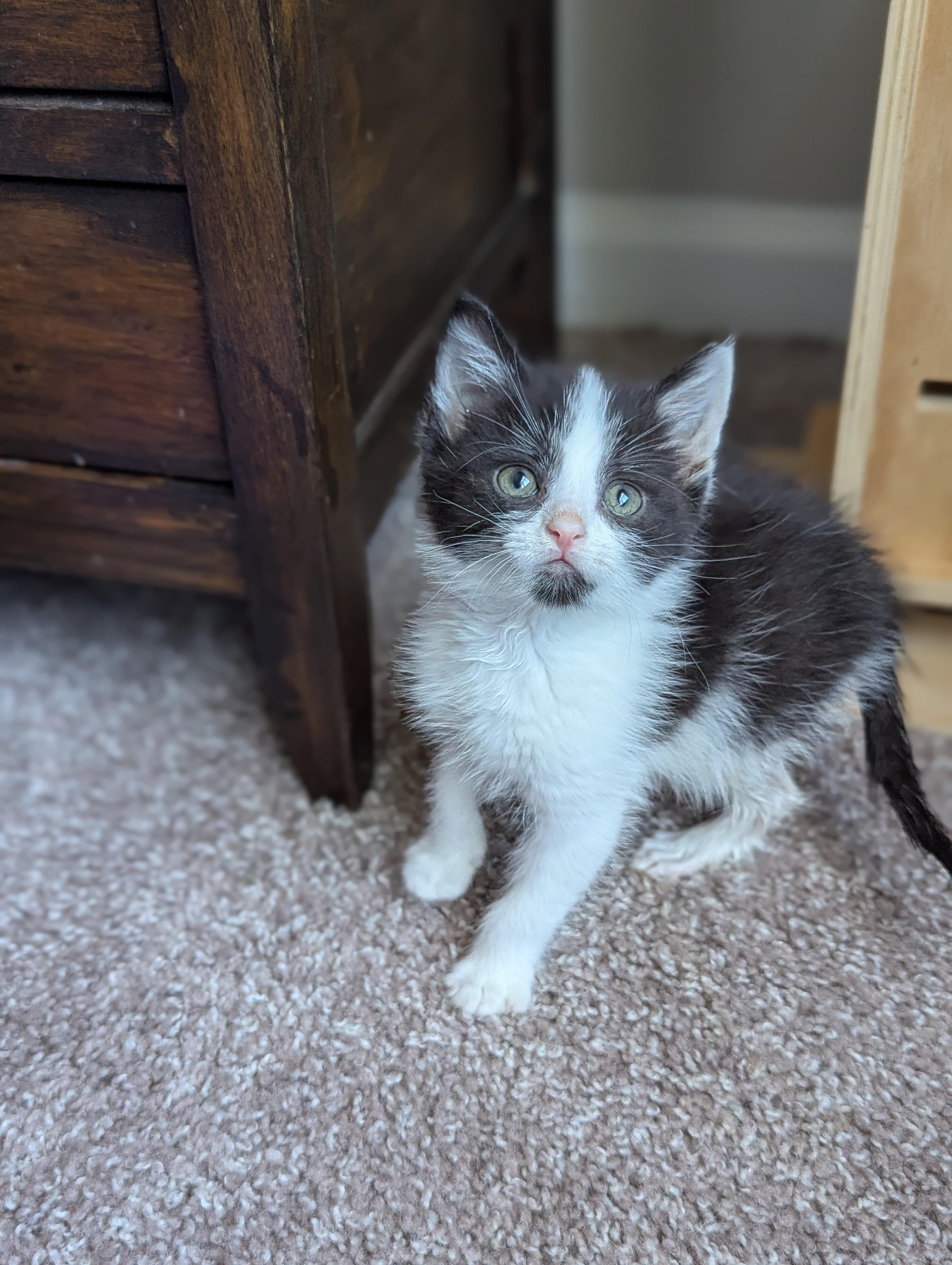 Enlarge Espresso (Cocktails litter), a Adoptable Domestic Short Hair in Decatur, GA image 5/6