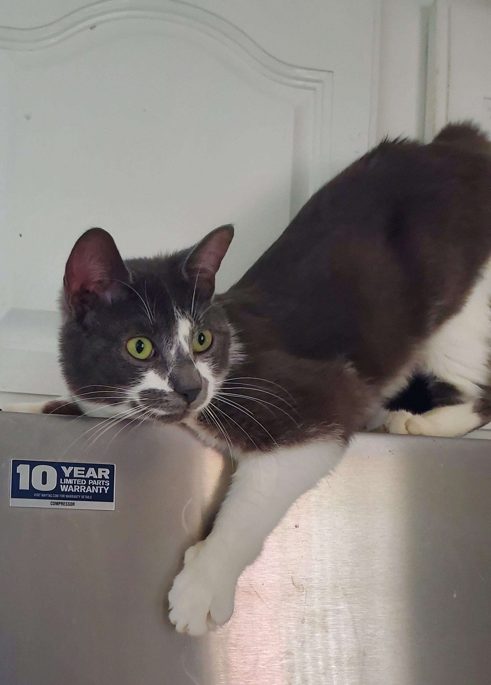 Marco, Adoptable, Adult Male Domestic Short Hair.