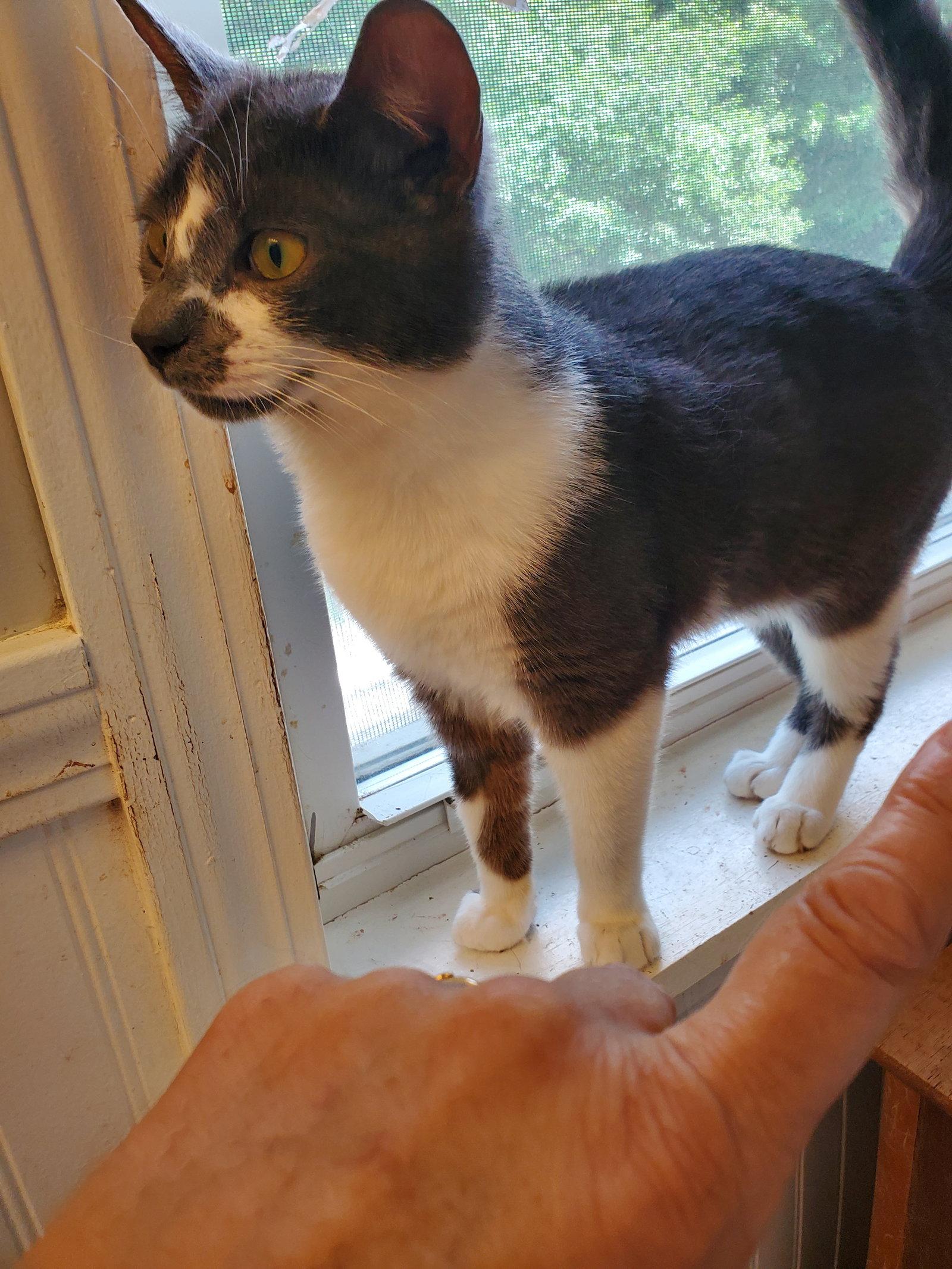 Enlarge Marco, a Adoptable Domestic Short Hair in Naugatuck, CT image 2/3