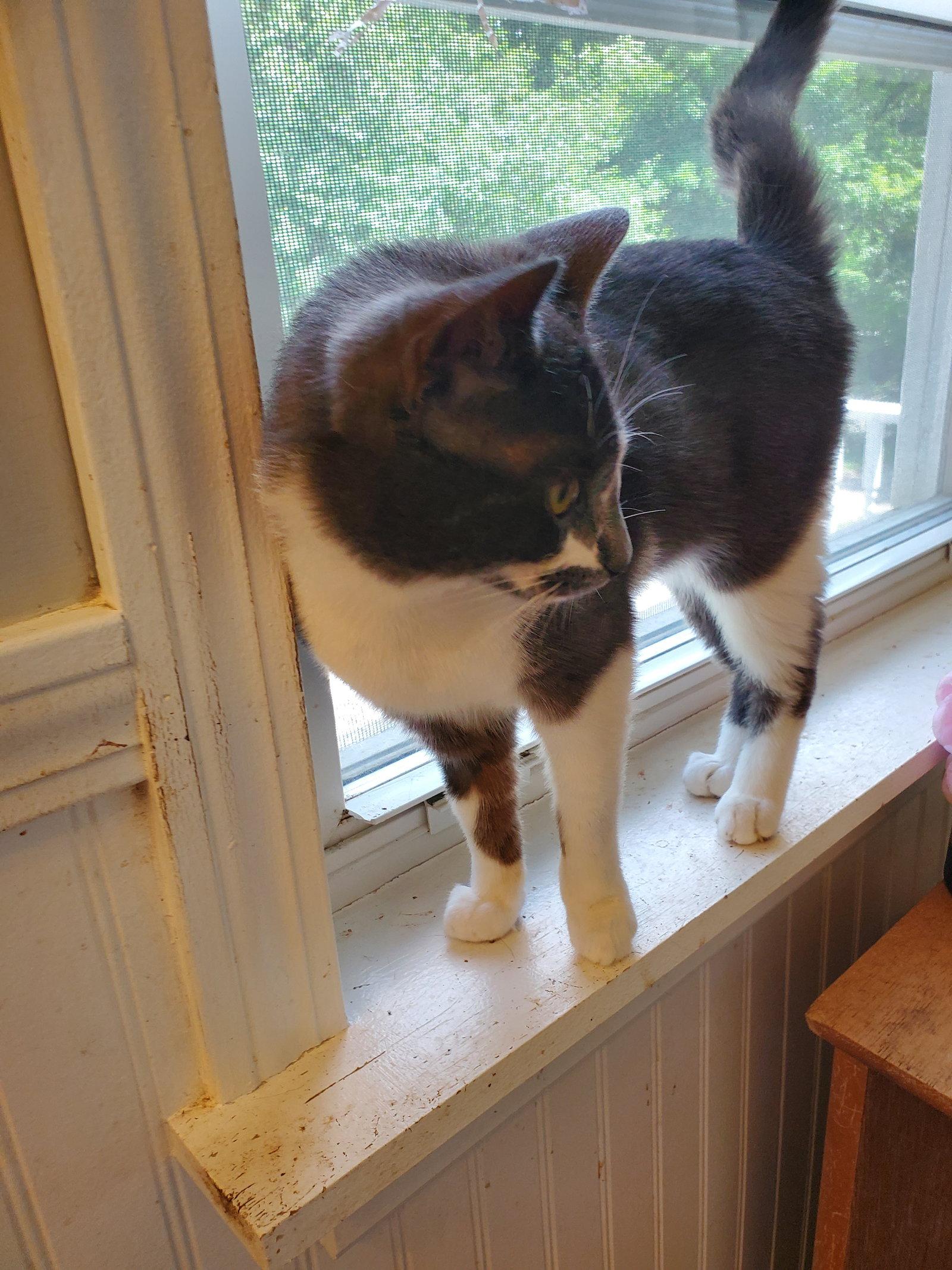 Enlarge Marco, a Adoptable Domestic Short Hair in Naugatuck, CT image 3/3