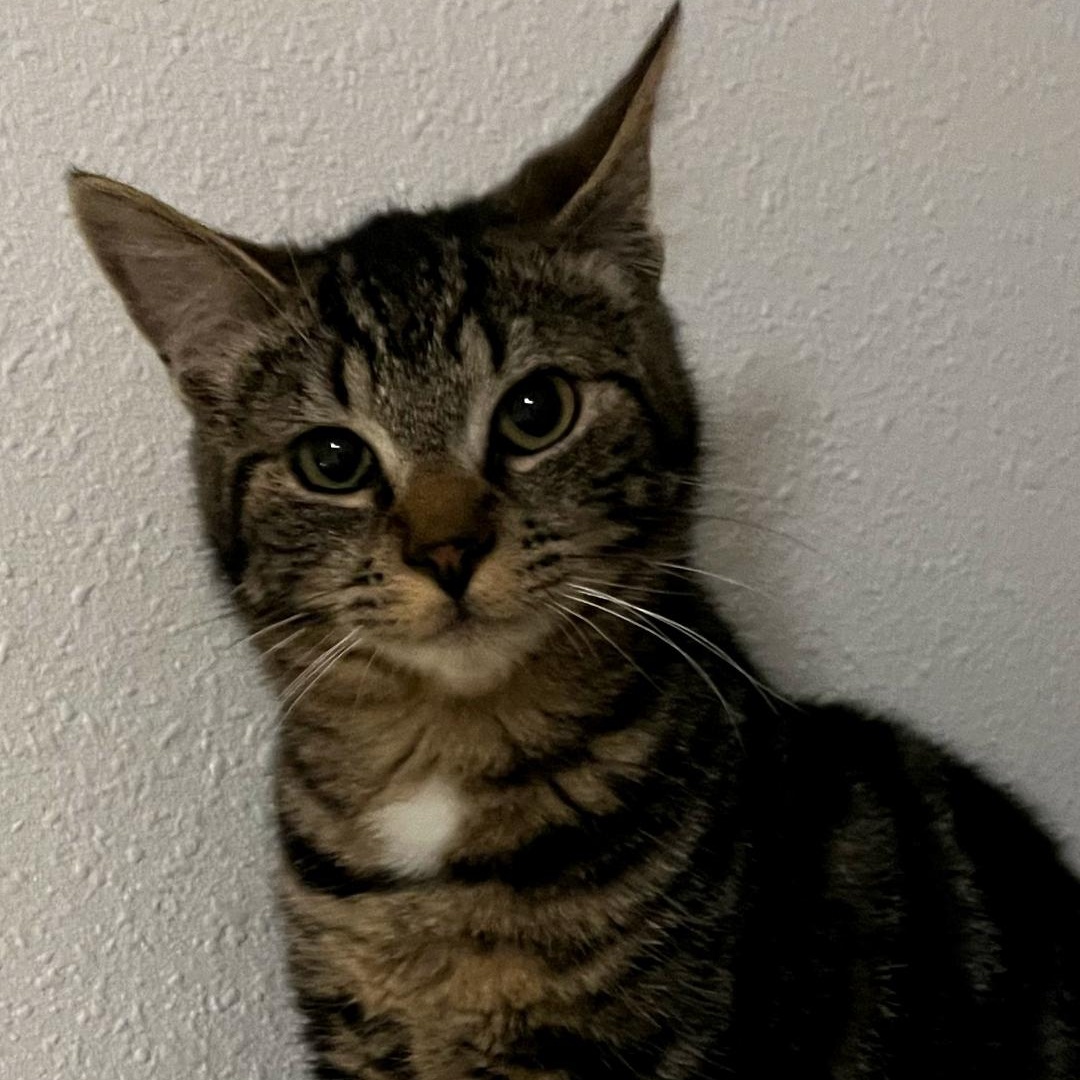 Spencer, an adoptable Tabby in Springfield, OR, 97478 | Photo Image 3