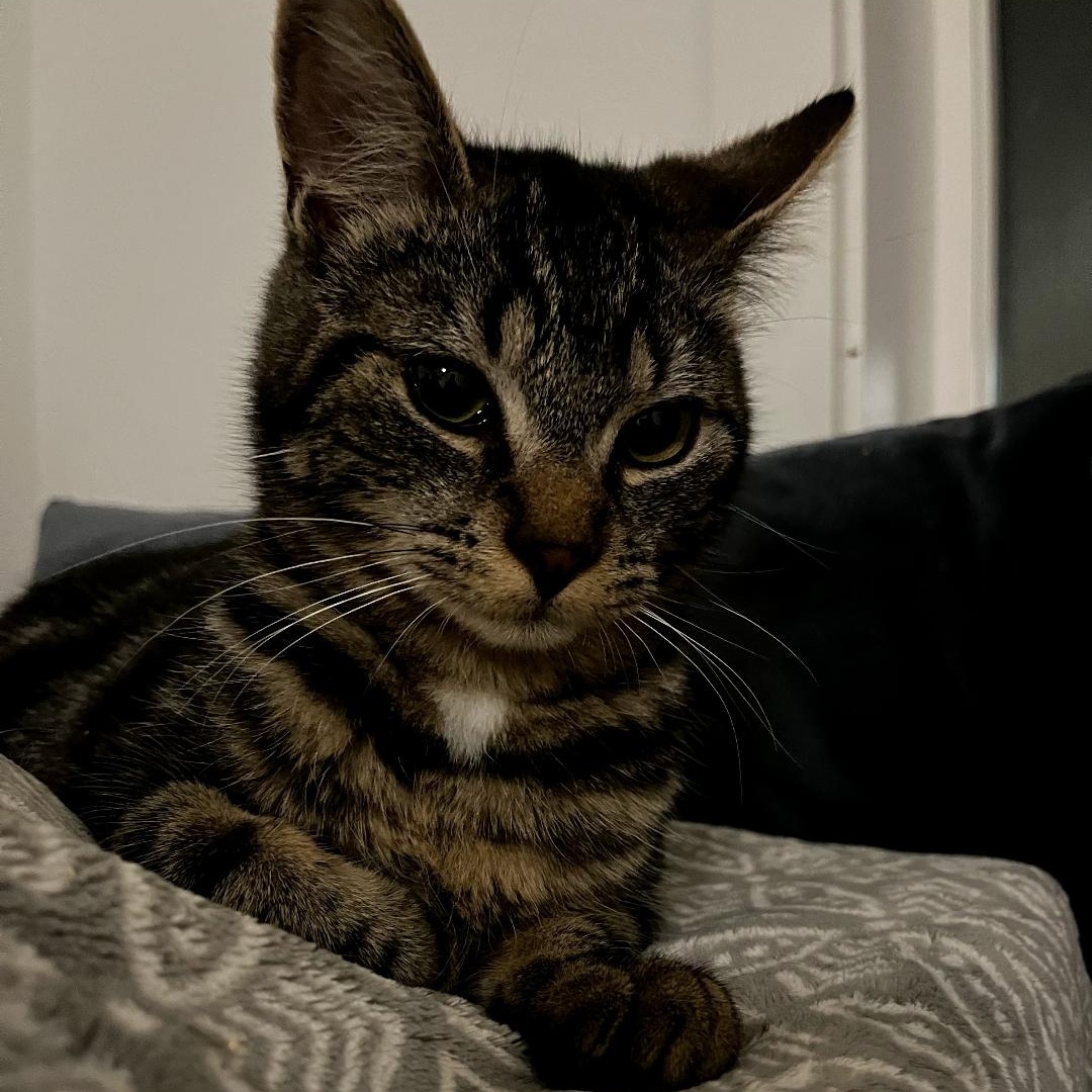 Spencer, Adoptable, Young Male Tabby & Domestic Short Hair.