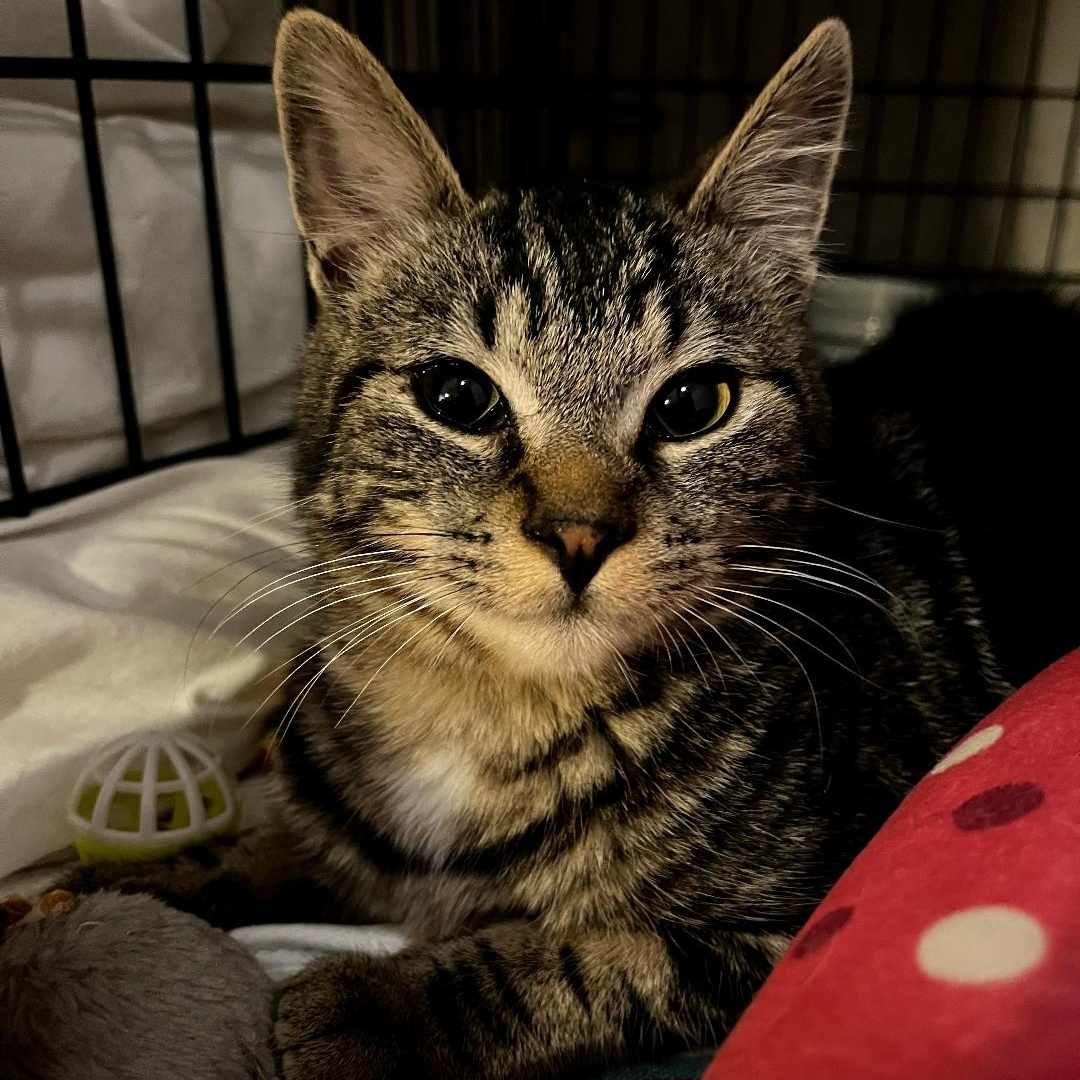 Spencer, an adoptable Tabby in Springfield, OR, 97478 | Photo Image 4