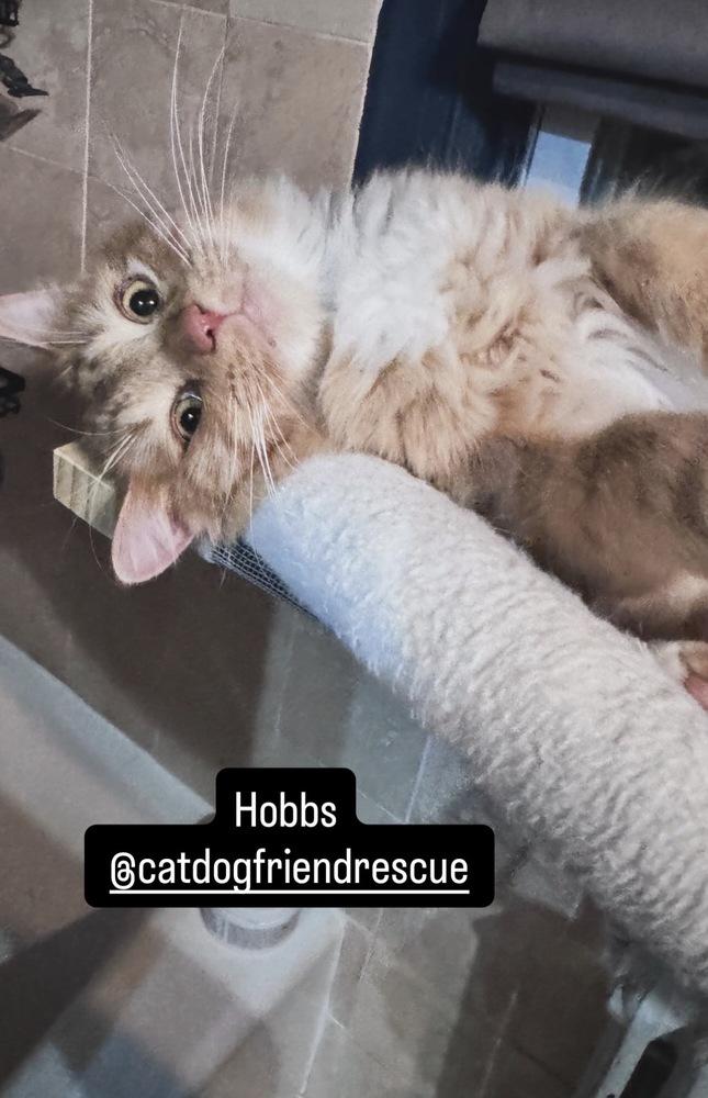 Hobbs, Adoptable, Young Male Maine Coon & Domestic Long Hair.