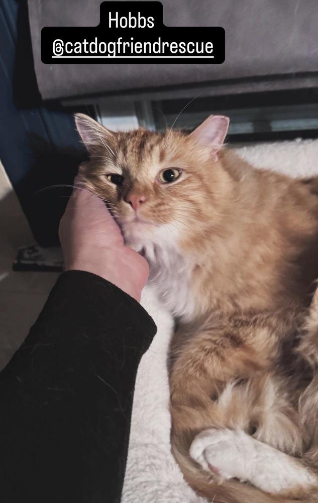 Enlarge Hobbs, a Adoptable mixed breed in Vienna , VA image 2/6