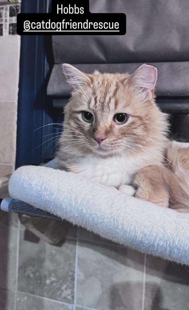 Enlarge Hobbs, a Adoptable mixed breed in Vienna , VA image 3/6