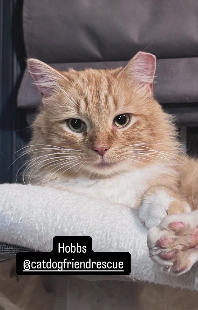 Enlarge Hobbs, a Adoptable mixed breed in Vienna , VA image 4/6