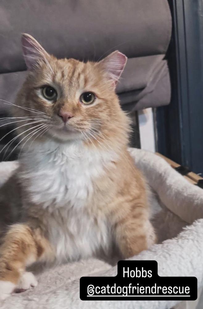 Enlarge Hobbs, a Adoptable mixed breed in Vienna , VA image 5/6