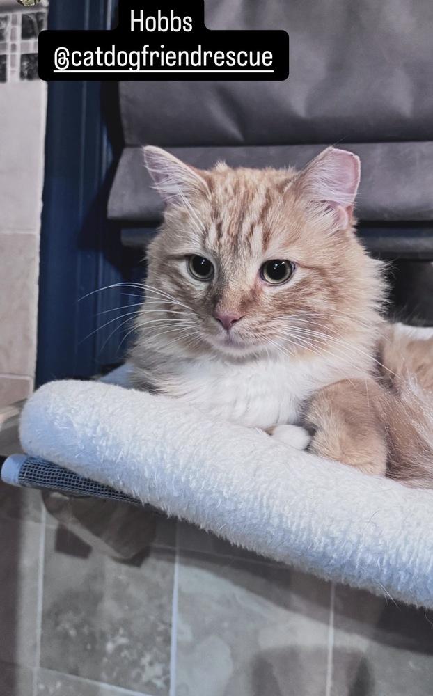 Enlarge Hobbs, a Adoptable mixed breed in Vienna , VA image 6/6