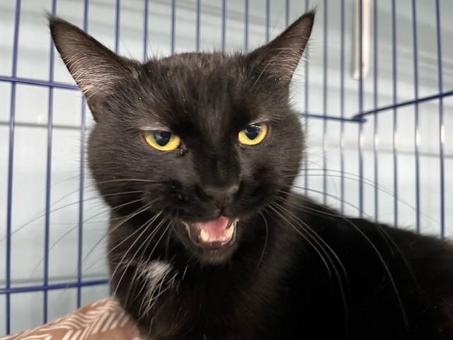 Enlarge Bart, a ADOPTABLE Domestic Short Hair in Grosse Ile, MI image 3/3