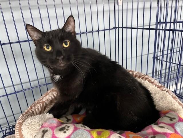 Enlarge Bart, a ADOPTABLE Domestic Short Hair in Grosse Ile, MI image 2/3