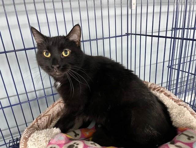 Bart, ADOPTABLE, Adult Male Domestic Short Hair.