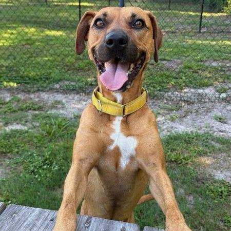 Clove, Adoptable, Adult Female Black Mouth Cur & Mixed Breed.