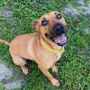 Clove, a Adoptable mixed breed in Lakeland, FL image 2/6