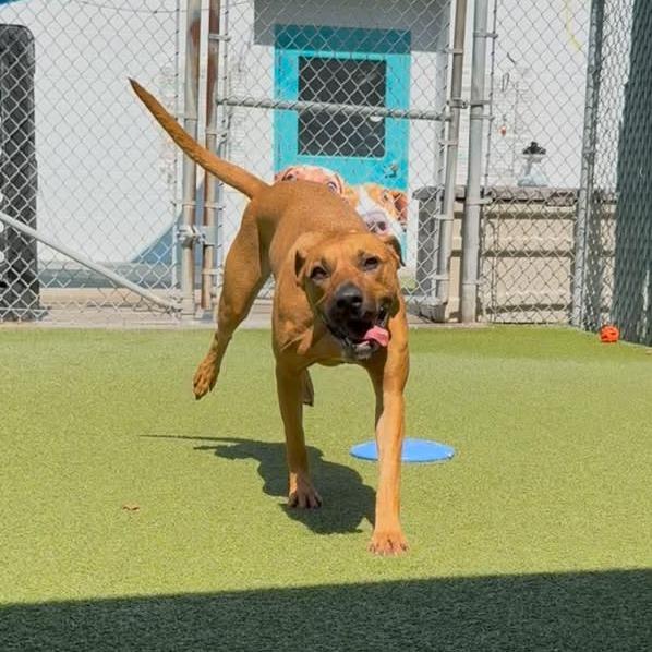 Clove, a Adoptable mixed breed in Lakeland, FL image 3/6
