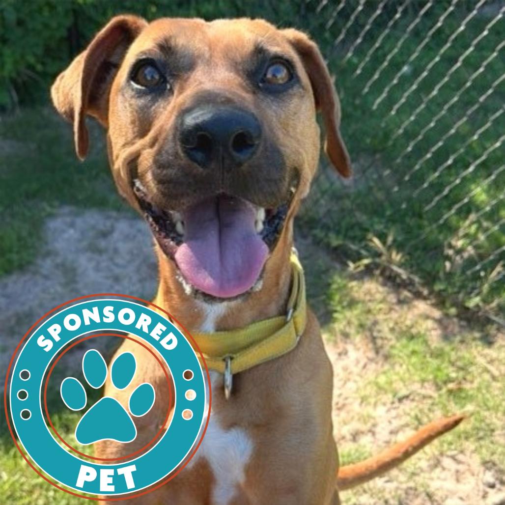 Clove, a Adoptable mixed breed in Lakeland, FL image 4/6