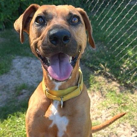 Clove, a Adoptable mixed breed in Lakeland, FL image 5/6