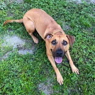 Clove, a Adoptable mixed breed in Lakeland, FL image 6/6