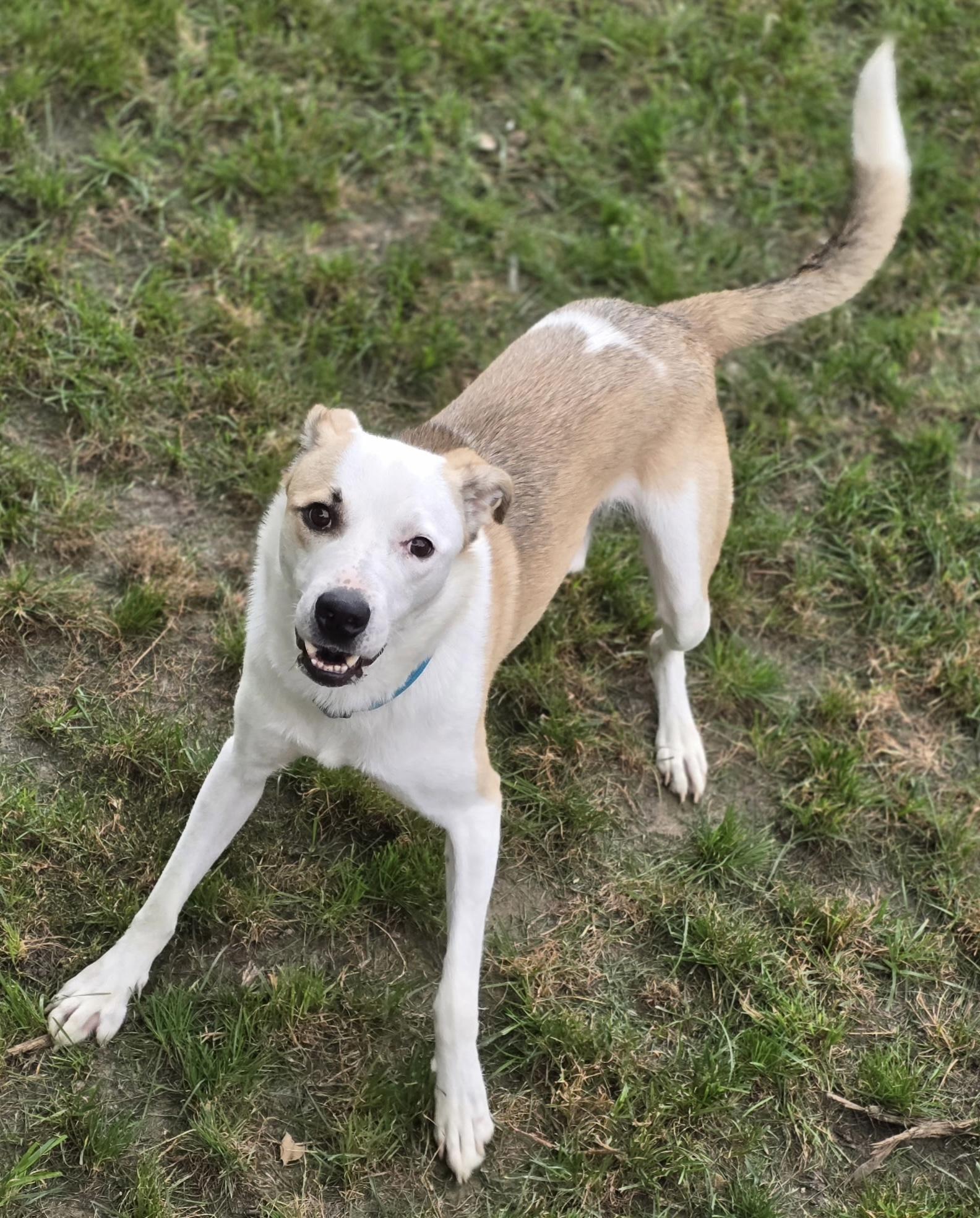 Enlarge Benji, a Adopted mixed breed in Sioux City, IA image 3/4