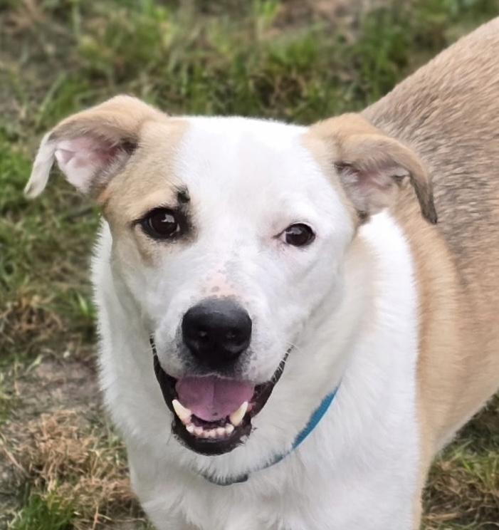 Benji, Adopted, Young Male Labrador Retriever & Shepherd.