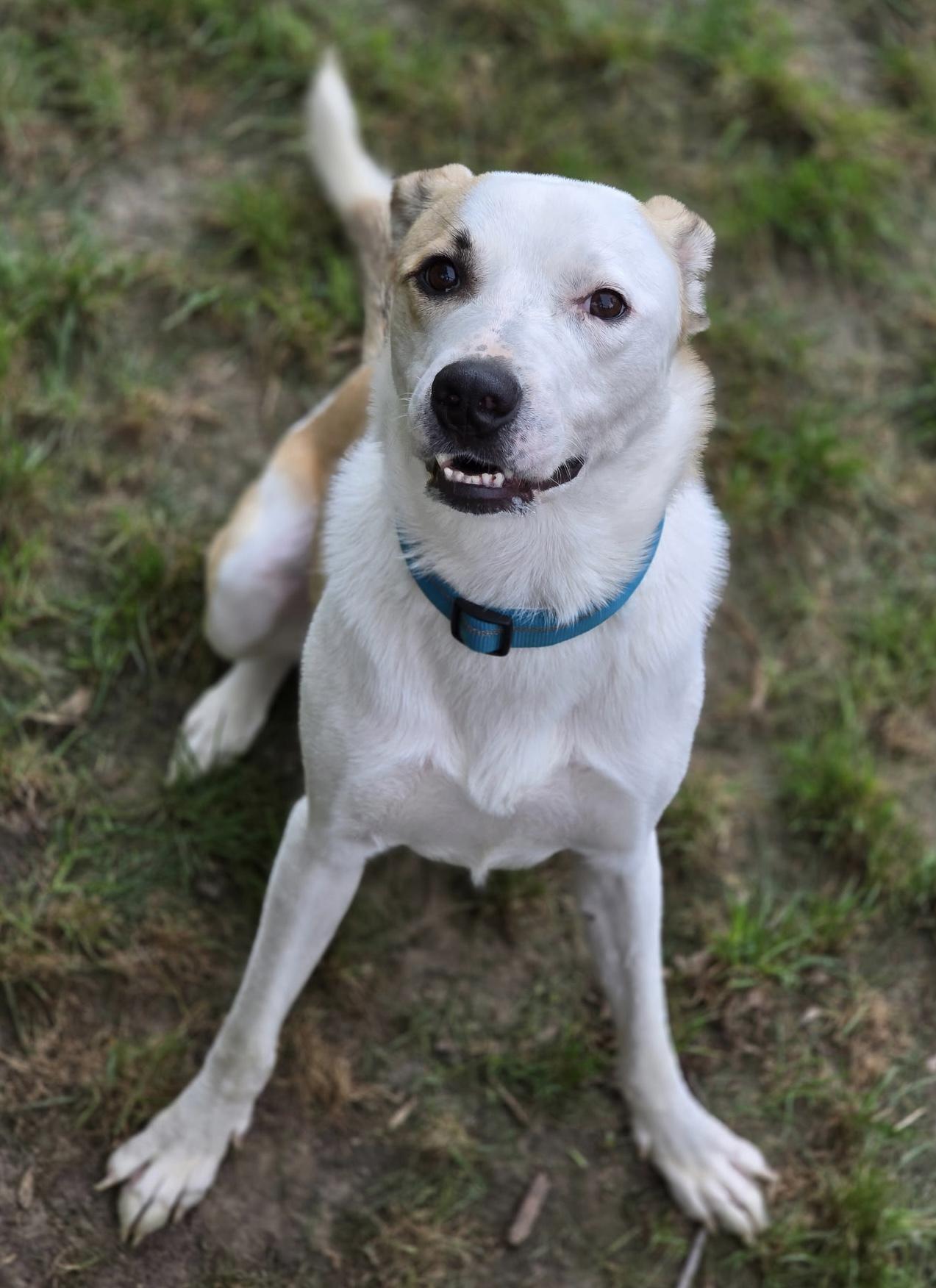Enlarge Benji, a Adopted mixed breed in Sioux City, IA image 2/4