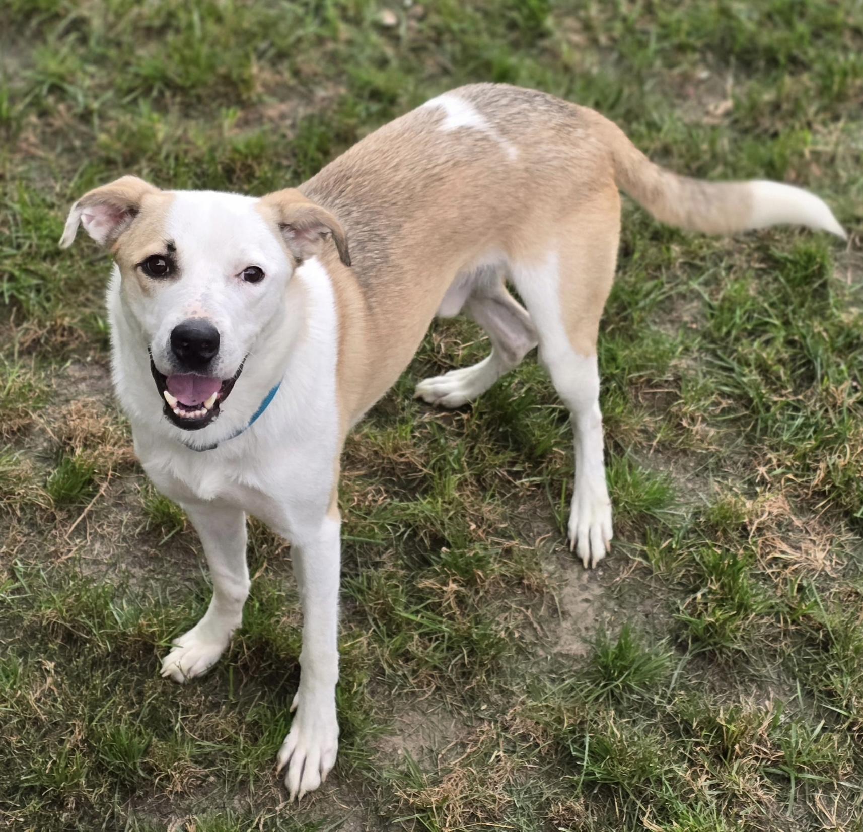 Enlarge Benji, a Adopted mixed breed in Sioux City, IA image 4/4
