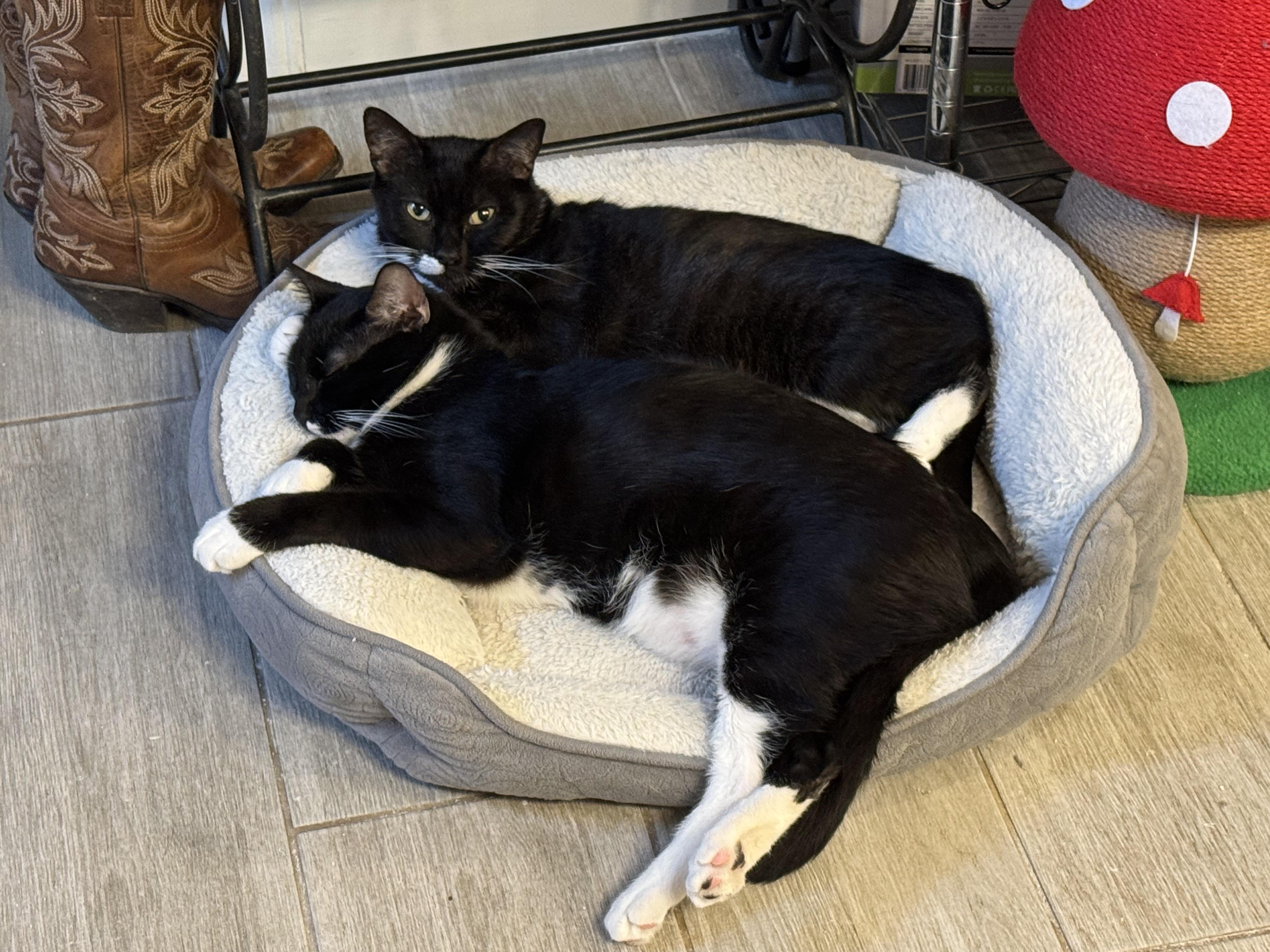 Enlarge Sophia, a Adoptable Tuxedo in San Antonio, TX image 5/5