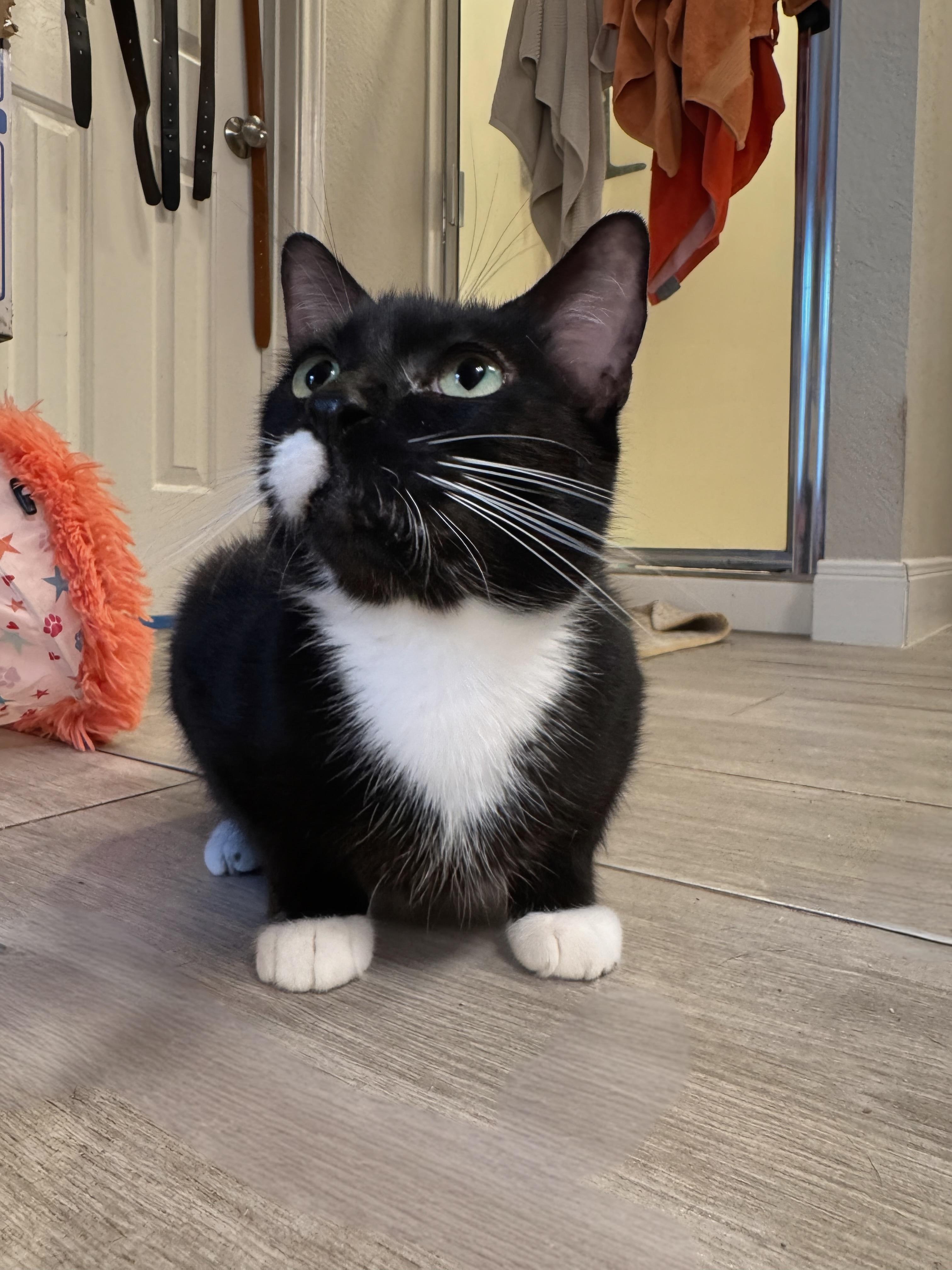 Enlarge Sophia, a Adoptable Tuxedo in San Antonio, TX image 2/5