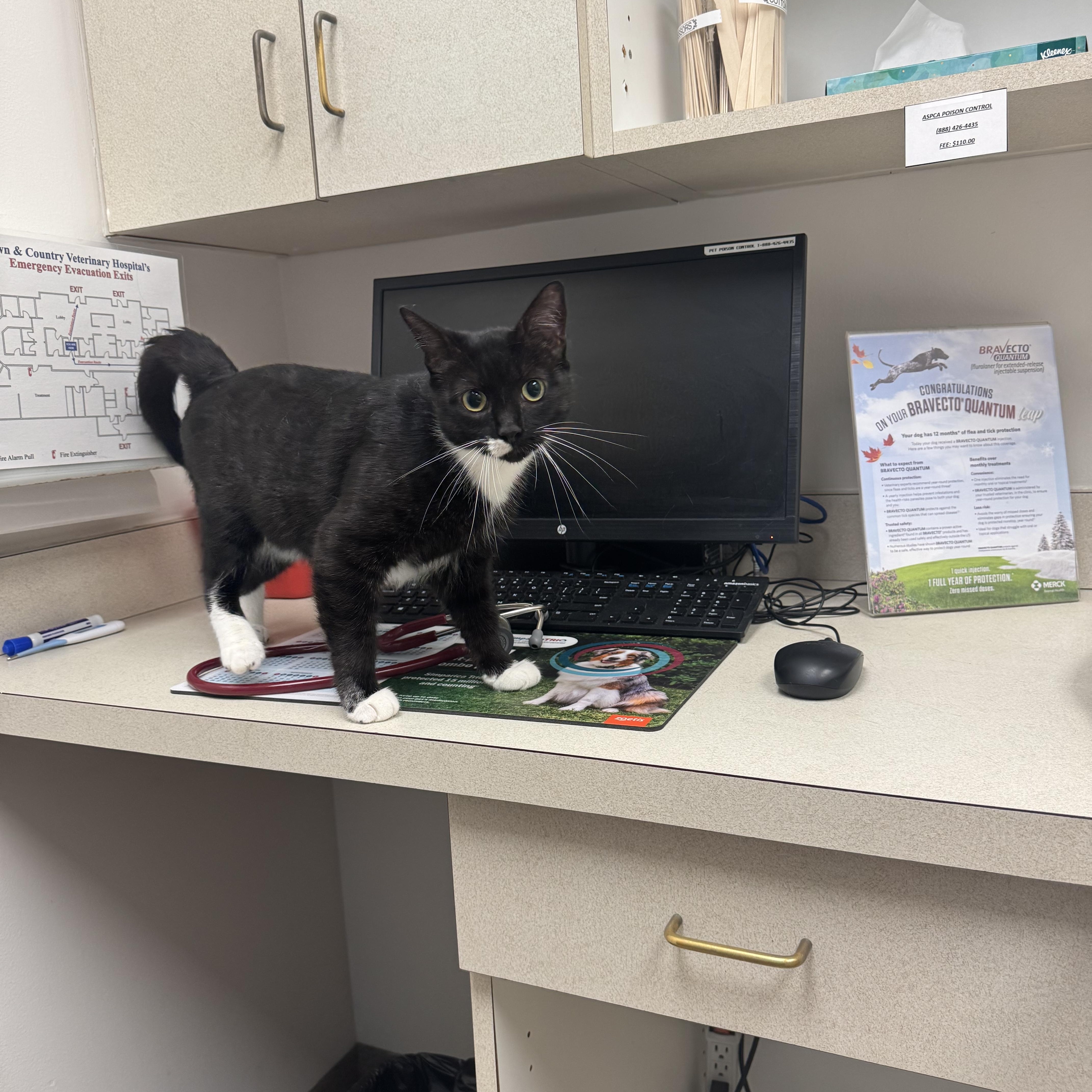 Enlarge Sophia, a Adoptable Tuxedo in San Antonio, TX image 4/5