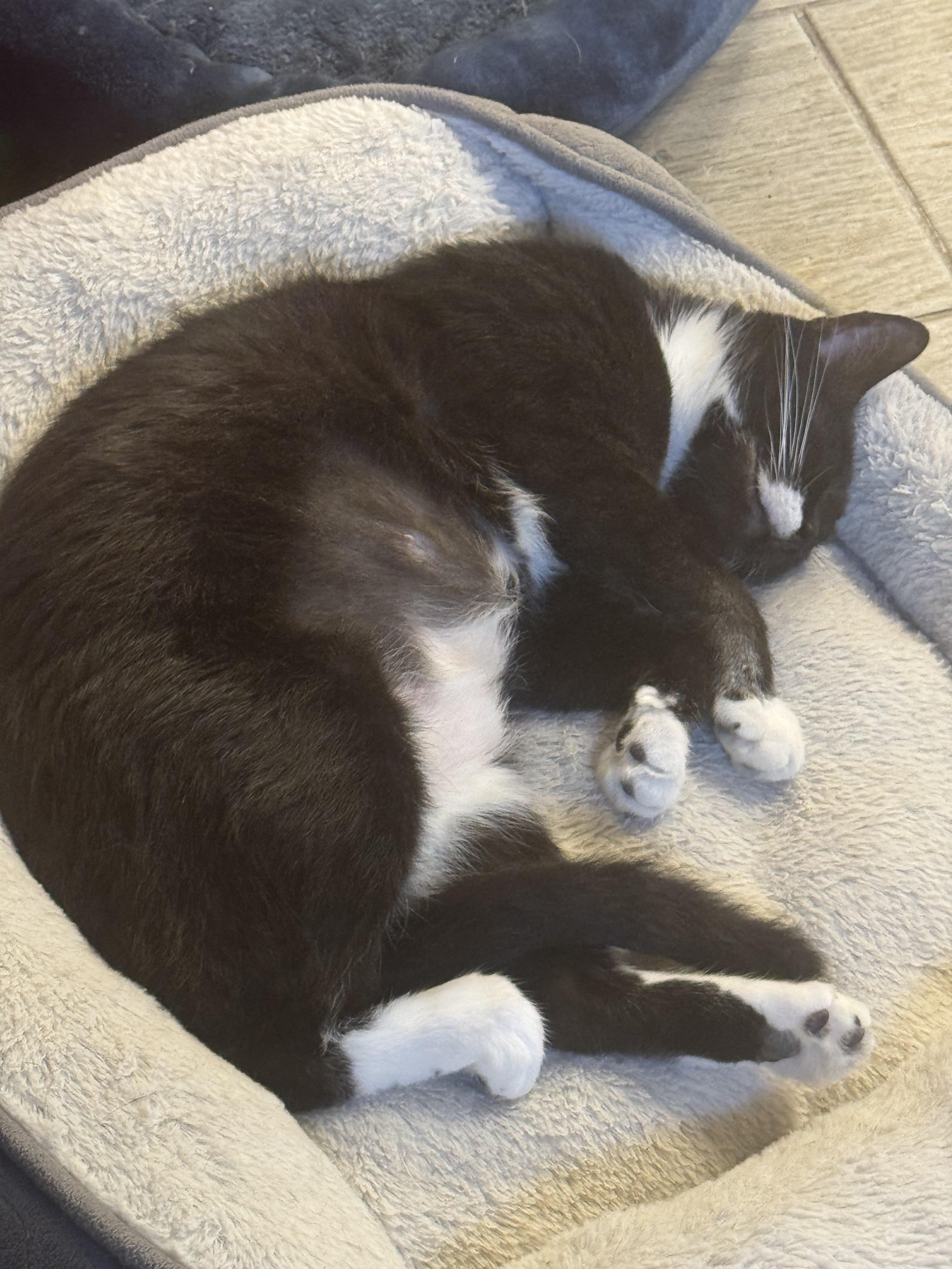 Enlarge Sophia, a Adoptable Tuxedo in San Antonio, TX image 3/5