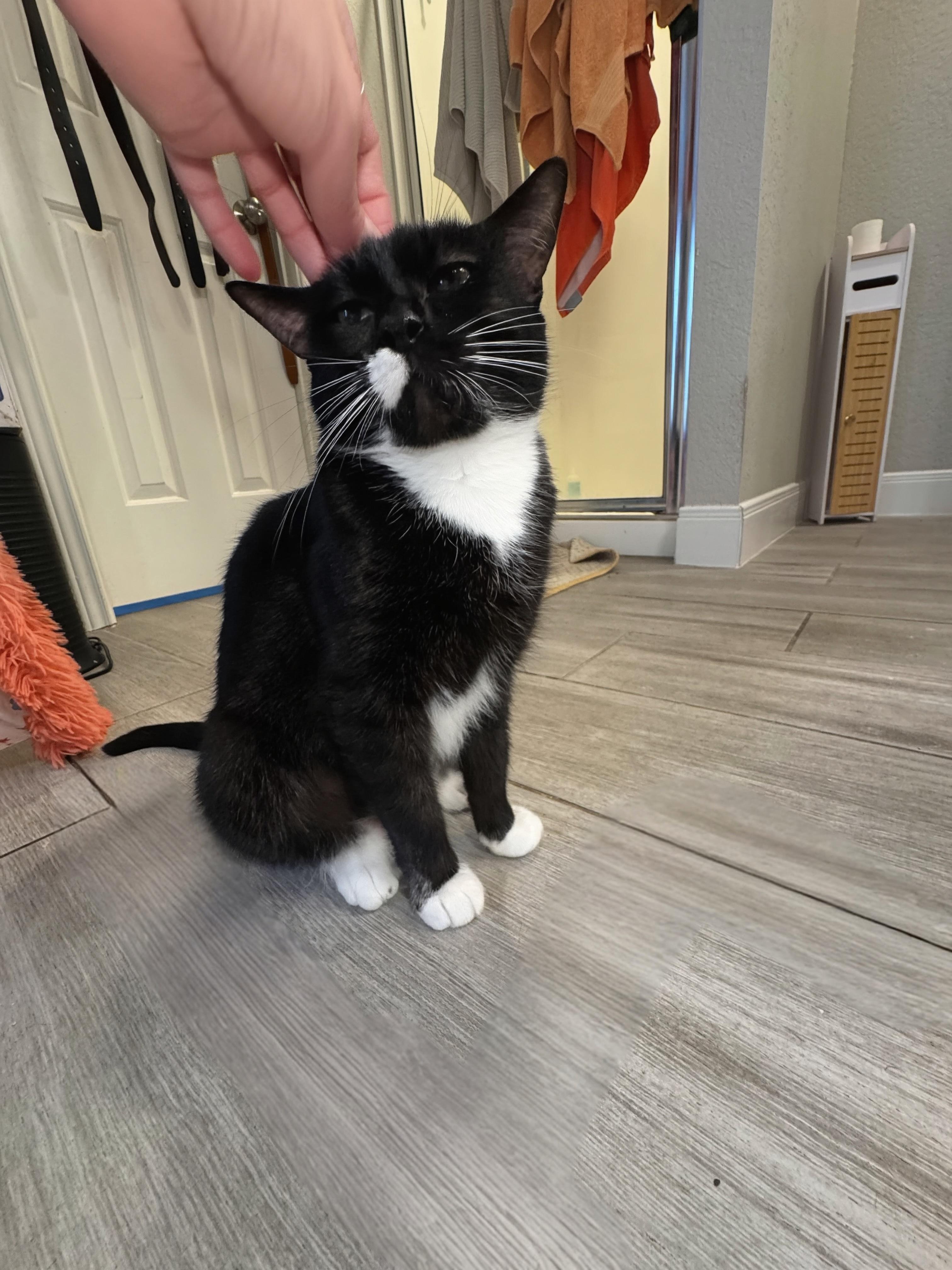Enlarge Sophia, a Adoptable Tuxedo in San Antonio, TX image 1/5
