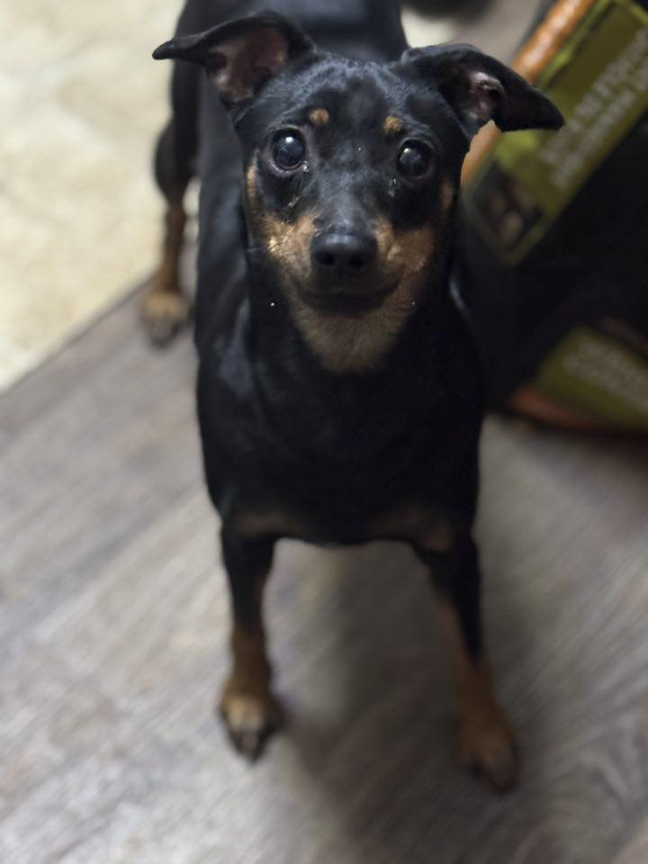 Enlarge Mali, a Adopted Miniature Pinscher in Navarre, FL image 1/4