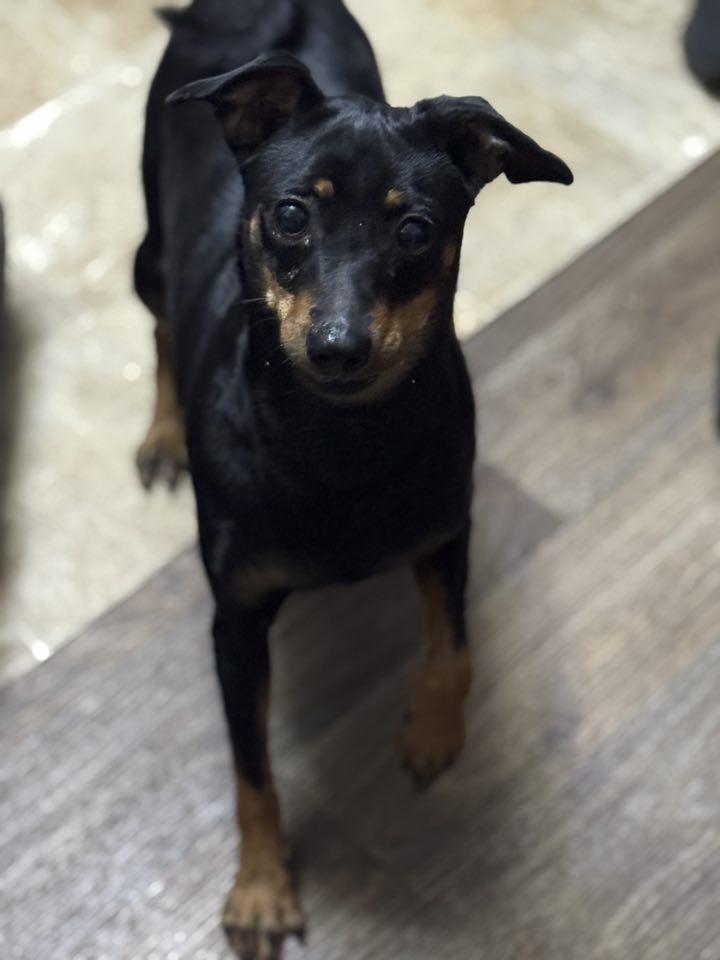 Enlarge Mali, a Adopted Miniature Pinscher in Navarre, FL image 3/4