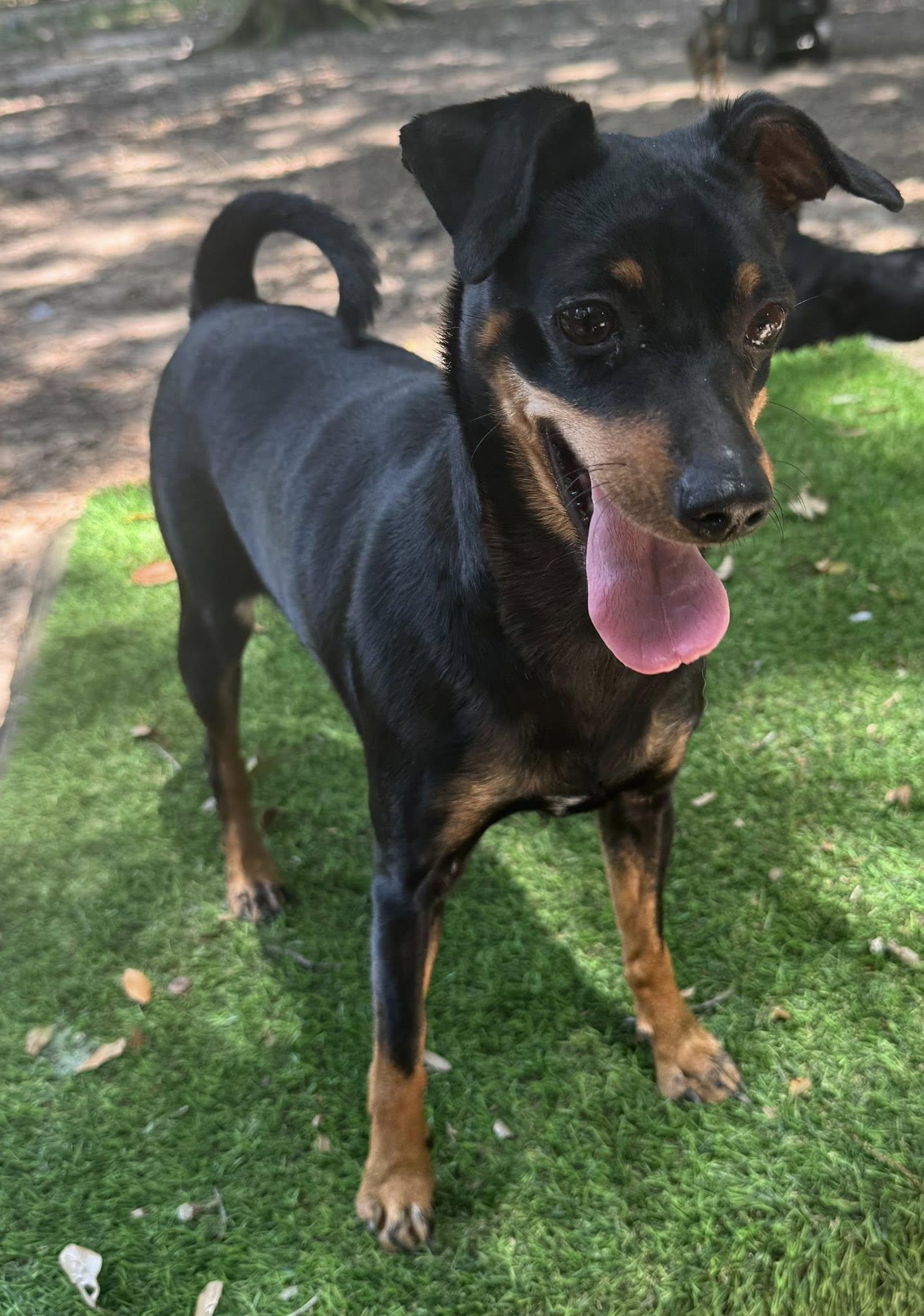 Enlarge Mali, a Adopted Miniature Pinscher in Navarre, FL image 4/4