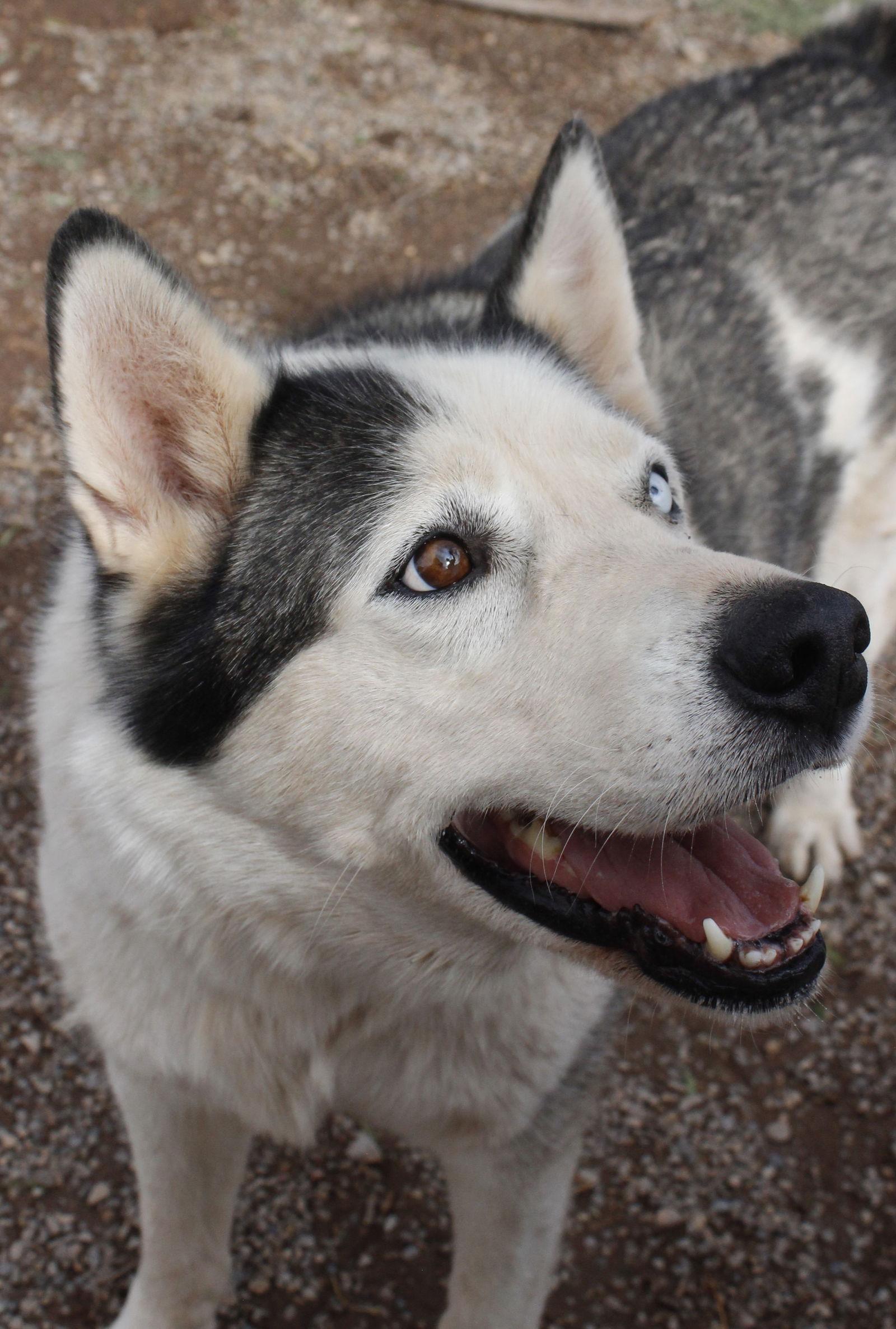 Zeus, Adoptable, Senior Male Siberian Husky.