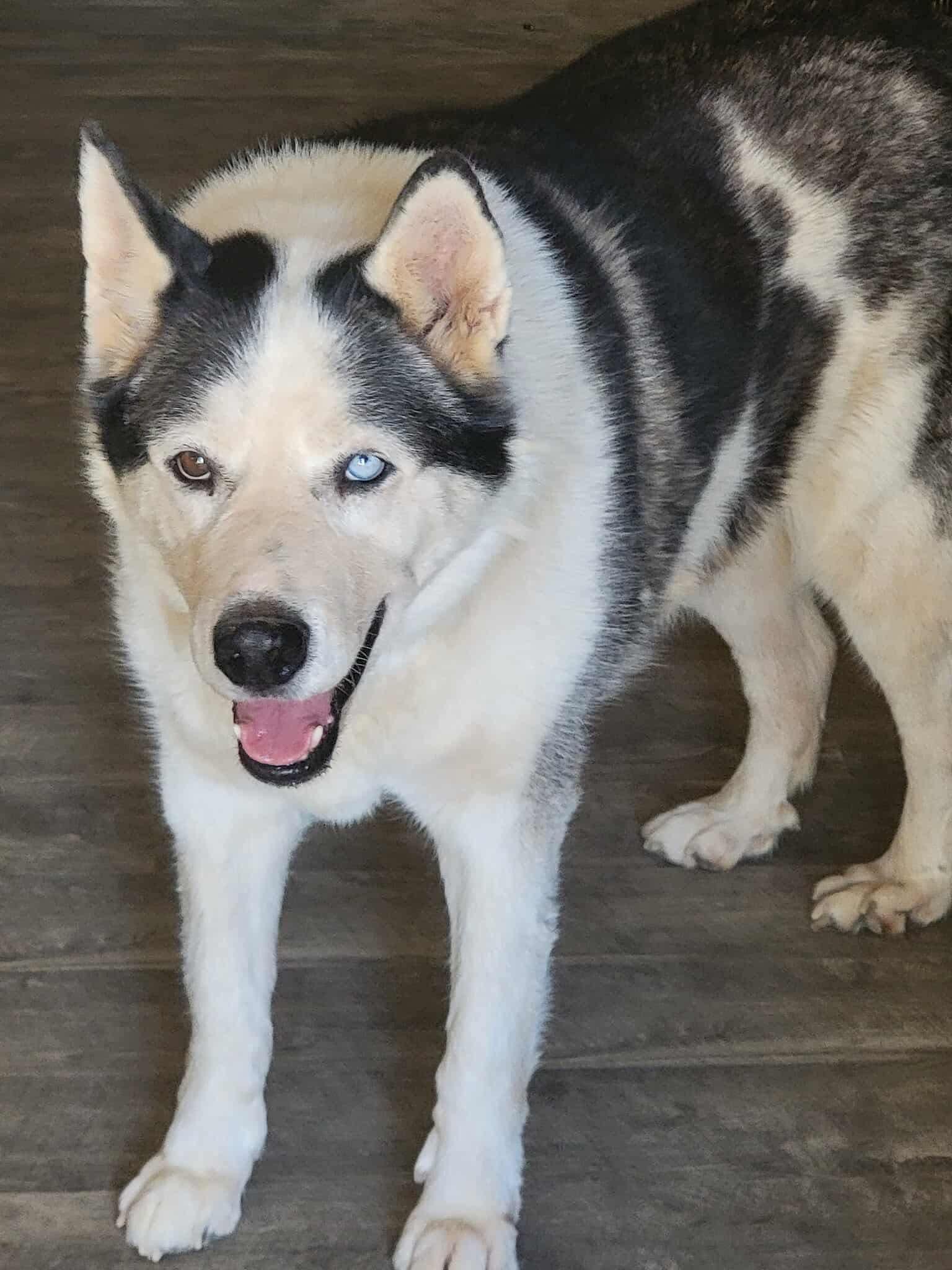 Zeus, Adoptable, Senior Male Siberian Husky.