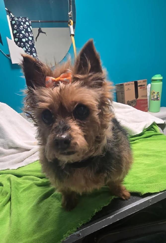 Penny, ADOPTABLE, Senior Female Yorkshire Terrier.