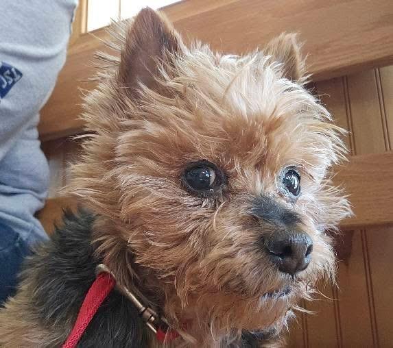 Penny, a ADOPTABLE mixed breed in Leonardtown, MD image 2/4