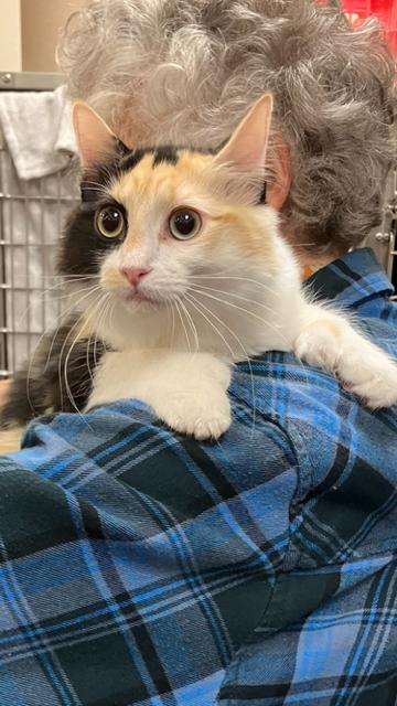Enlarge Anne Bonny, a Adoptable mixed breed in Boone, CO image 1/2