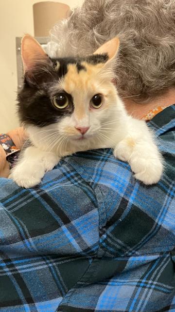 Enlarge Anne Bonny, a Adoptable mixed breed in Boone, CO image 2/2