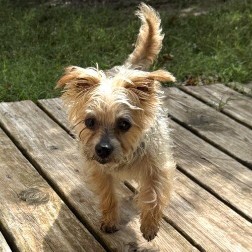 Mindy, Adoptable, Adult Female Yorkshire Terrier.