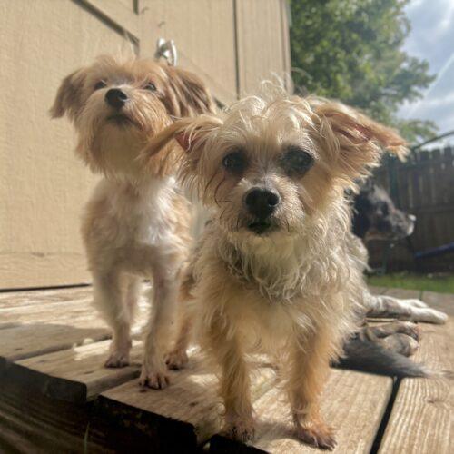 Enlarge Mindy, a Adoptable Yorkshire Terrier in Broken Arrow, OK image 2/6